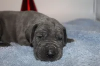 Blue M3, a male Great Dane for sale in Russell Springs, KY – 4 of 5