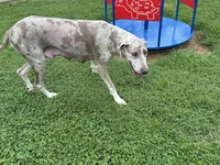 Gracie, a female Great Dane for sale in Russell Springs, KY – 3 of 4