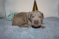 Lilac M, a male Great Dane for sale in Russell Springs, KY – 2 of 5