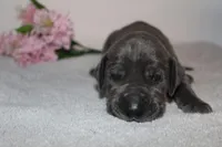 Blue F, a female Great Dane for sale in Russell Springs, KY – 3 of 3