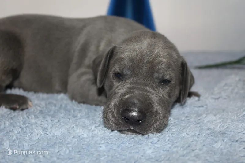 Blue M2 – Great Dane puppy for sale in Russell Springs, KY