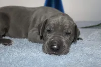 Blue M2, a male Great Dane for sale in Russell Springs, KY – 1 of 4