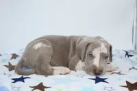 Lilac harlequin , a male Great Dane for sale in Russell Springs, KY – 2 of 4