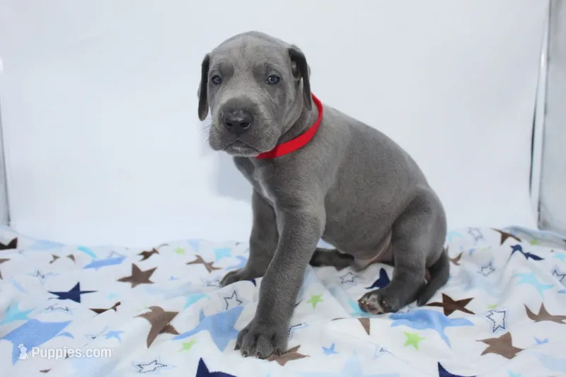Blue M2 – Great Dane puppy for sale in Russell Springs, KY