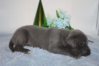 Blue M1, a male Great Dane for sale in Russell Springs, KY – 2 of 5