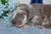 Lilac harlequin M, a male Great Dane for sale in Russell Springs, KY – 4 of 5
