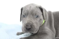 Blue M3, a male Great Dane for sale in Russell Springs, KY – 2 of 4