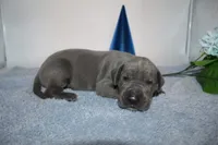 Blue M2, a male Great Dane for sale in Russell Springs, KY – 3 of 4