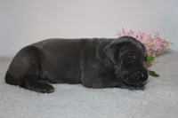 Blue F, a female Great Dane for sale in Russell Springs, KY – 2 of 3