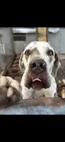 Sheba, a female Great Dane for sale in Russell Springs, KY – 4 of 4