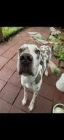 Sheba, a female Great Dane for sale in Russell Springs, KY – 3 of 4
