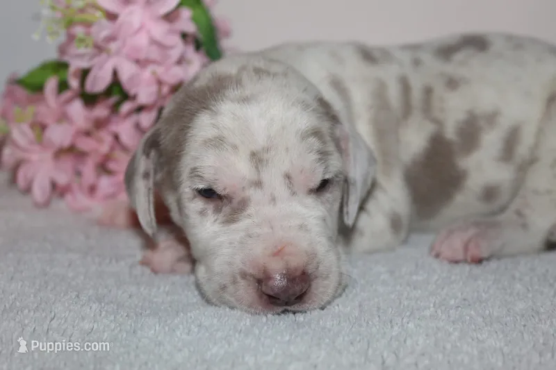 Lilac harlequin F – Great Dane puppy for sale in Russell Springs, KY