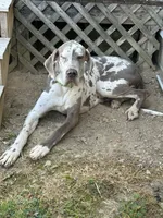 Porcha, a female Great Dane for sale in Russell Springs, KY – 3 of 5