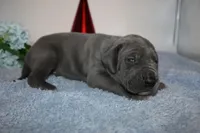 Blue M3, a male Great Dane for sale in Russell Springs, KY – 2 of 5