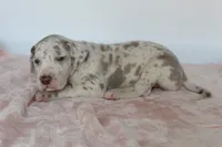 Lilac harlequin F, a female Great Dane for sale in Russell Springs, KY – 3 of 5