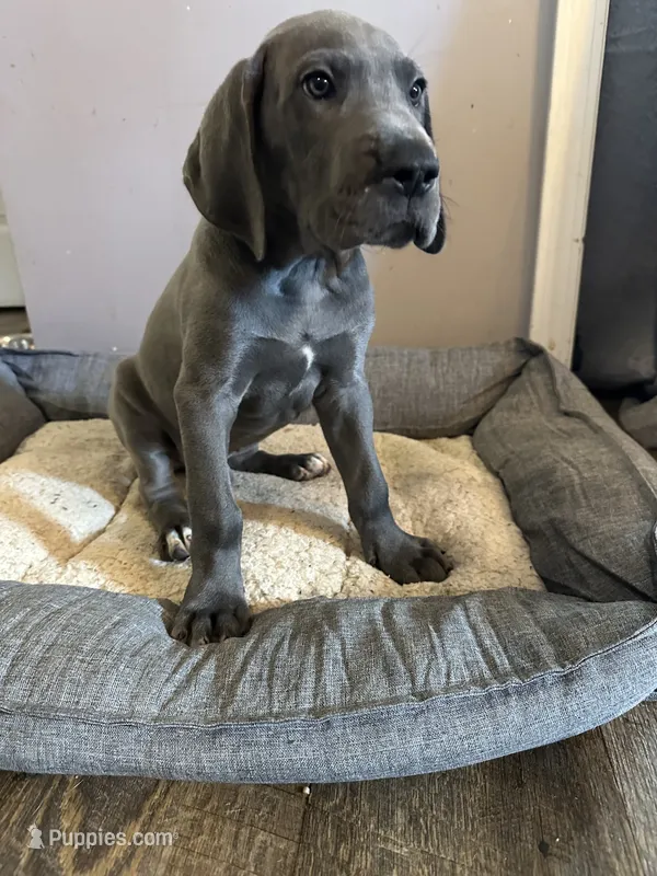 Blue M1 – Great Dane puppy for sale in Russell Springs, KY