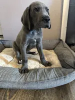 Blue M1, a male Great Dane for sale in Russell Springs, KY – 1 of 6
