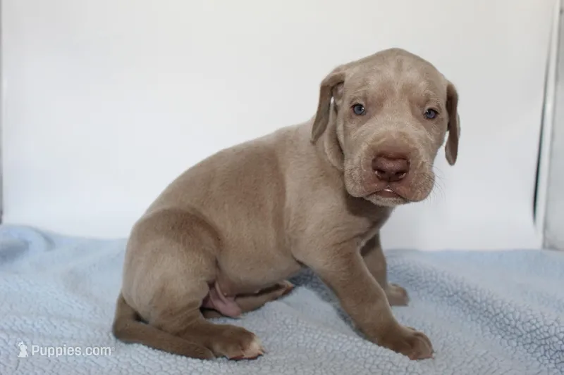 Lilac M – Great Dane puppy for sale in Russell Springs, KY