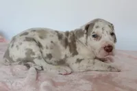 Lilac harlequin F, a female Great Dane for sale in Russell Springs, KY – 4 of 5