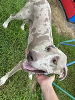 Gracie, a female Great Dane for sale in Russell Springs, KY – 2 of 4