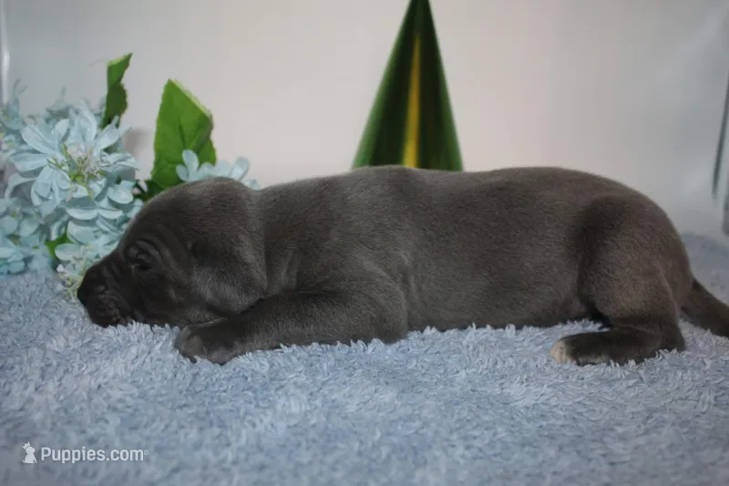 Blue M1 – Great Dane puppy for sale in Russell Springs, KY