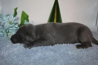 Blue M1, a male Great Dane for sale in Russell Springs, KY – 1 of 5