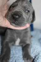 Blue M2, a male Great Dane for sale in Russell Springs, KY – 4 of 4