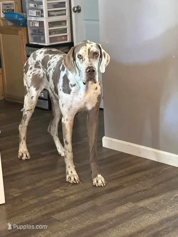 Porcha – Great Dane puppy for sale in Russell Springs, KY