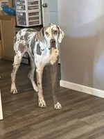 Porcha, a female Great Dane for sale in Russell Springs, KY – 1 of 5