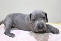 Blue F, a female Great Dane for sale in Russell Springs, KY – 3 of 3