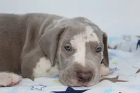 Lilac harlequin , a male Great Dane for sale in Russell Springs, KY – 4 of 4
