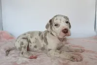 Lilac harlequin F, a female Great Dane for sale in Russell Springs, KY – 1 of 5