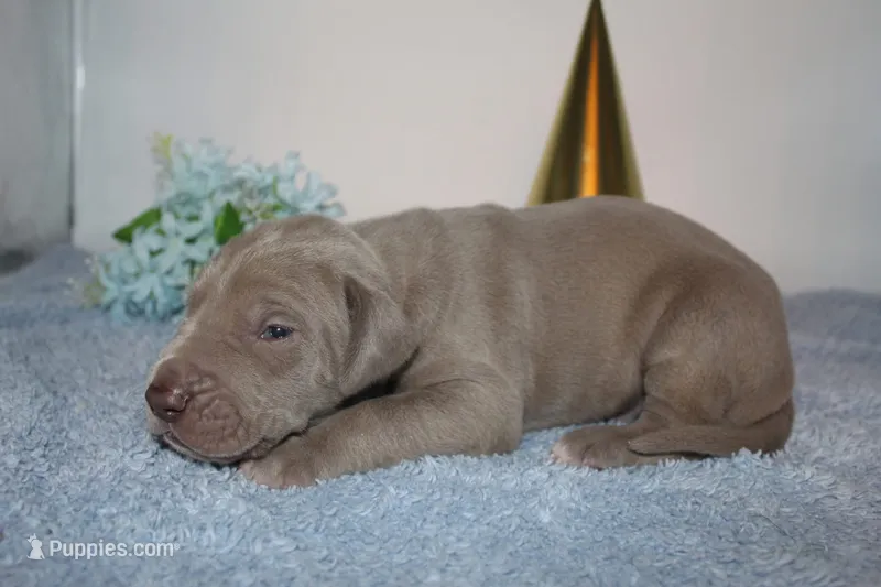 Lilac M – Great Dane puppy for sale in Russell Springs, KY