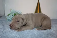 Lilac M, a male Great Dane for sale in Russell Springs, KY – 1 of 5