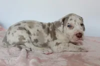 Lilac harlequin F, a female Great Dane for sale in Russell Springs, KY – 4 of 5