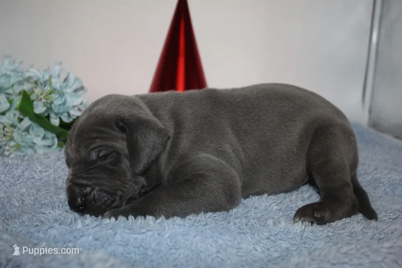 Blue M3 – Great Dane puppy for sale in Russell Springs, KY
