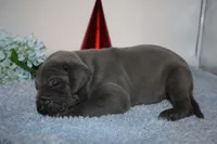 Blue M3, a male Great Dane for sale in Russell Springs, KY – 1 of 5