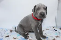 Blue M2, a male Great Dane for sale in Russell Springs, KY – 4 of 4