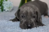 Blue M1, a male Great Dane for sale in Russell Springs, KY – 3 of 5