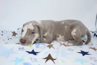 Lilac harlequin , a male Great Dane for sale in Russell Springs, KY – 3 of 4