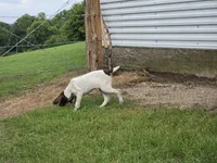Ida, a female German Shorthaired Pointer for sale in Grey Eagle, MN – 8 of 10