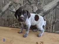 Al, a male German Shorthaired Pointer for sale in Grey Eagle, MN – 3 of 4
