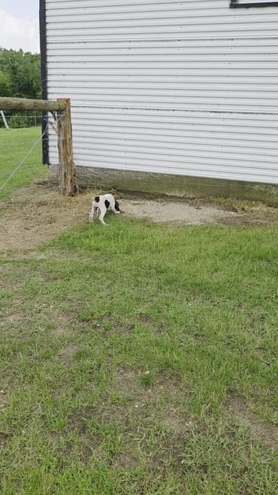 Ida, a female German Shorthaired Pointer for sale in Grey Eagle, MN – 10 of 10
