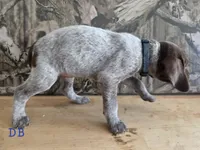 Virg, a male German Shorthaired Pointer for sale in Grey Eagle, MN – 2 of 5