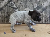Al, a male German Shorthaired Pointer for sale in Grey Eagle, MN – 4 of 4