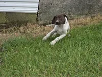 Ida, a female German Shorthaired Pointer for sale in Grey Eagle, MN – 7 of 10