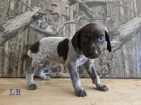 Louis, a male German Shorthaired Pointer for sale in Grey Eagle, MN – 2 of 3