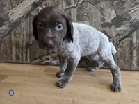 Tex, a male German Shorthaired Pointer for sale in Grey Eagle, MN – 2 of 4