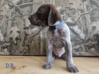 Virg, a male German Shorthaired Pointer for sale in Grey Eagle, MN – 4 of 5