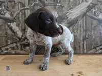 Al, a male German Shorthaired Pointer for sale in Grey Eagle, MN – 2 of 4